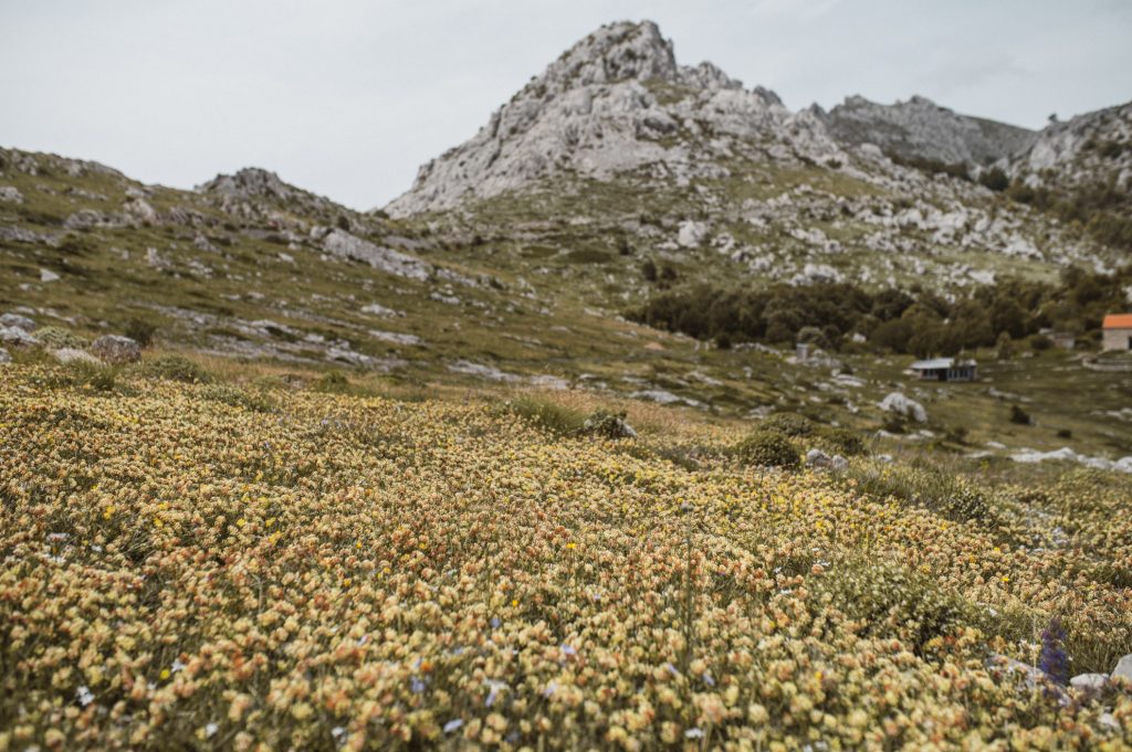 Marina Ribar elopement wedding photographer