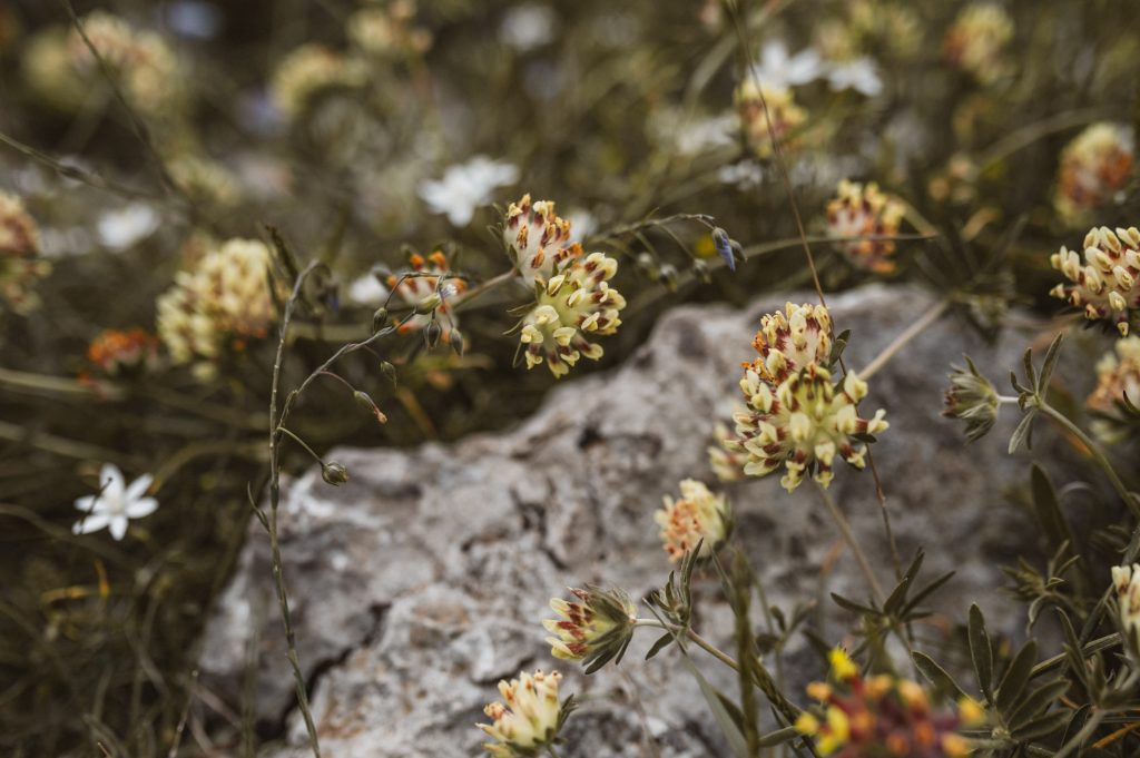 Marina Ribar elopement wedding photographer