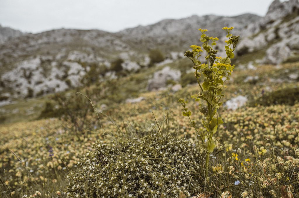 Marina Ribar elopement wedding photographer