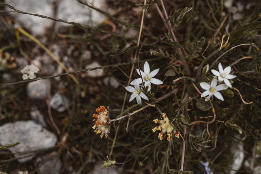 Marina Ribar elopement wedding photographer