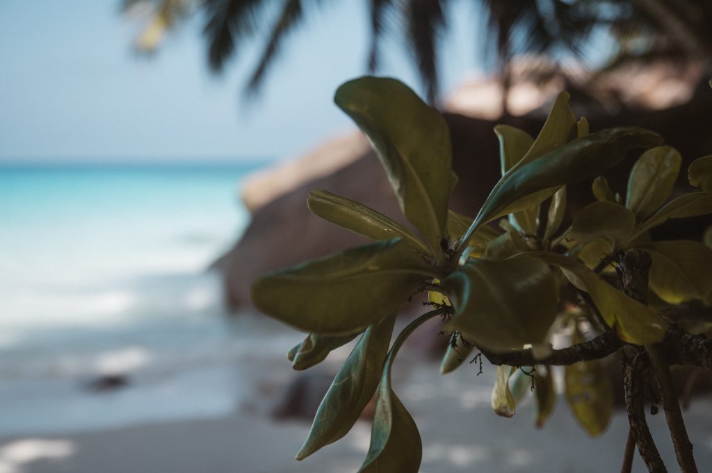 Romantic couple walking on tropical beach Seychelles Mahé