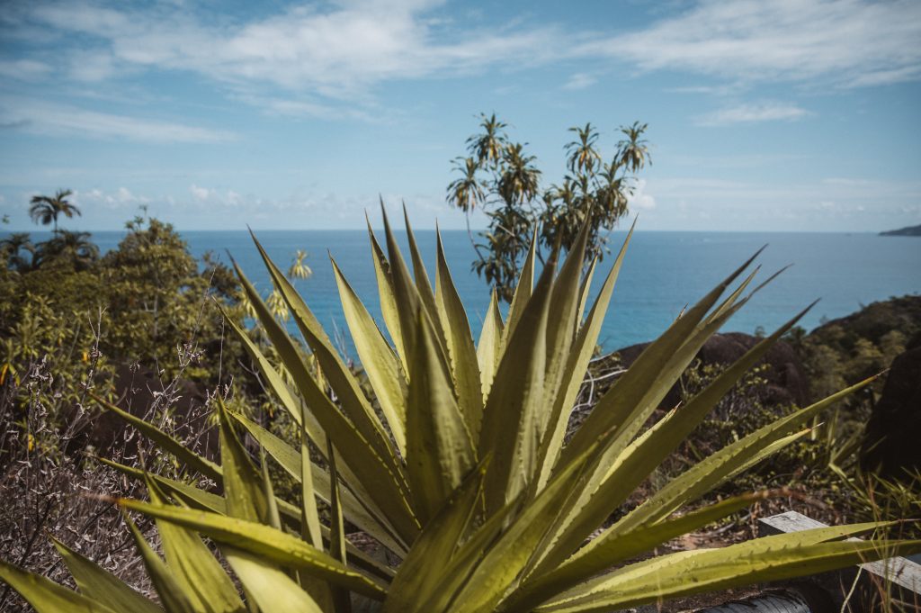 Romantic Seychelles photoshoot by destination photographer