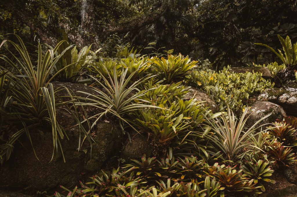 Boho couple photoshoot Seychelles tropical scenery