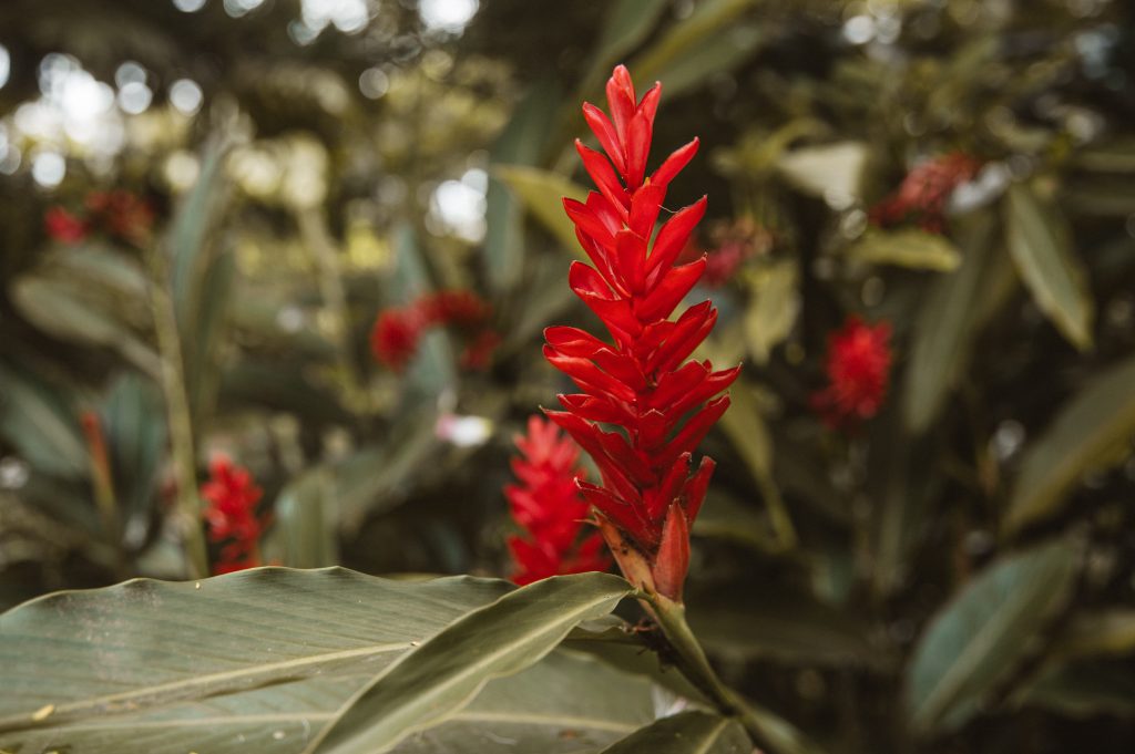 Boho couple photoshoot Seychelles tropical scenery