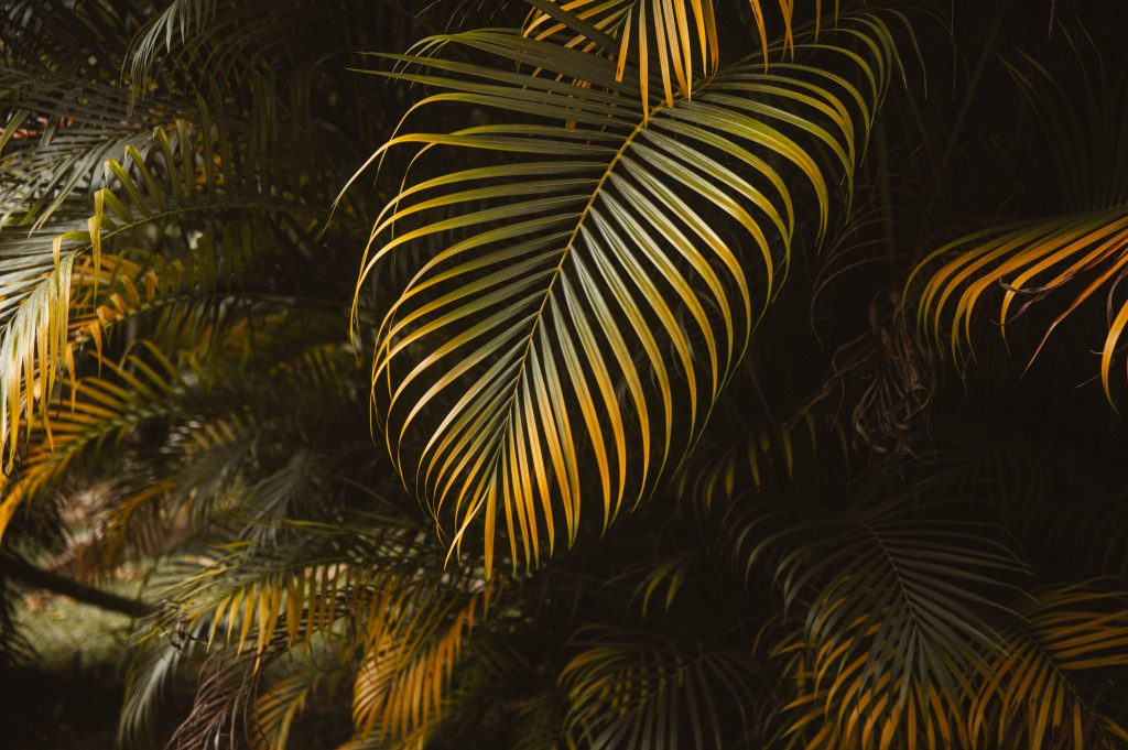 Boho couple photoshoot Seychelles tropical scenery