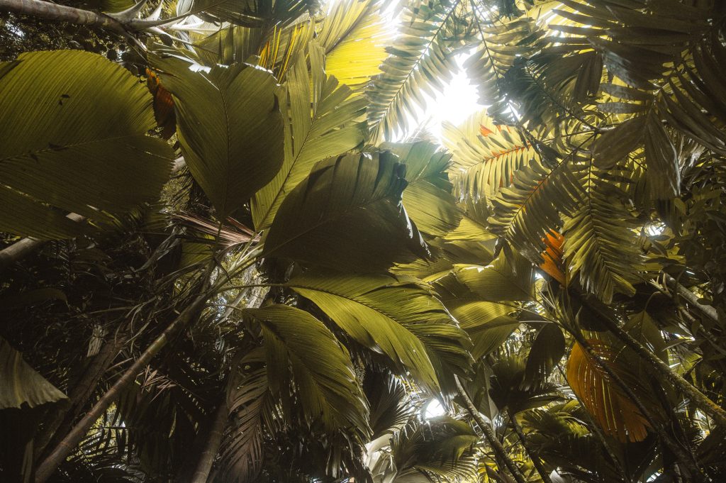 Boho couple photoshoot Seychelles tropical scenery