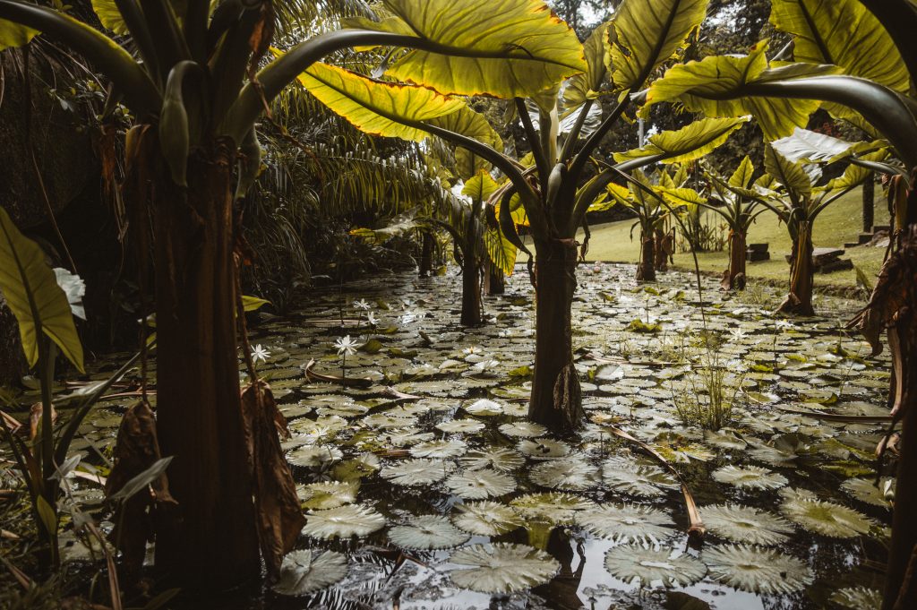 Boho couple photoshoot Seychelles tropical scenery
