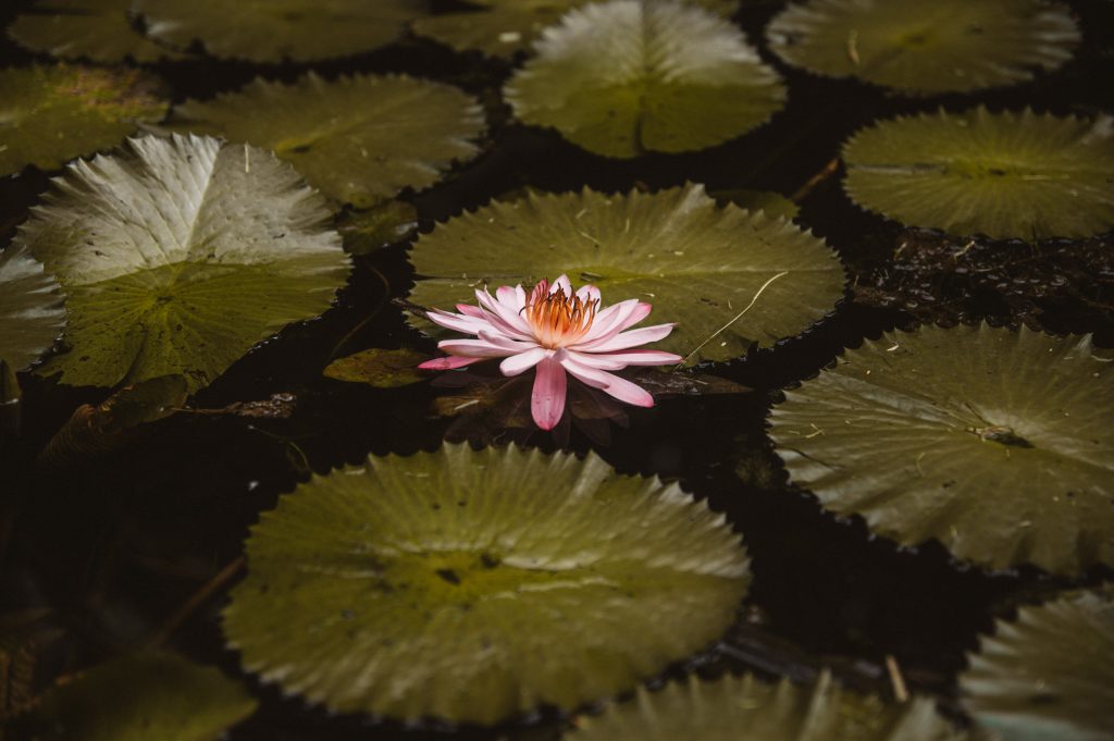 Boho couple photoshoot Seychelles tropical scenery