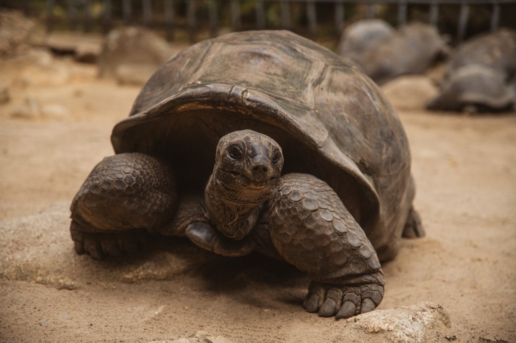 Boho couple photoshoot Seychelles tropical scenery