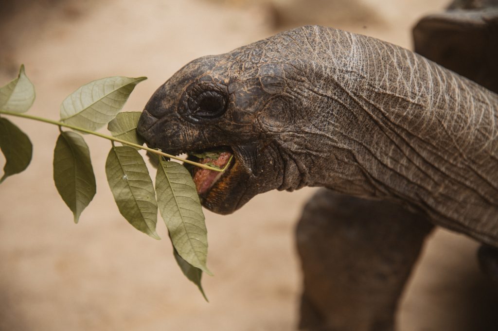 Boho couple photoshoot Seychelles tropical scenery