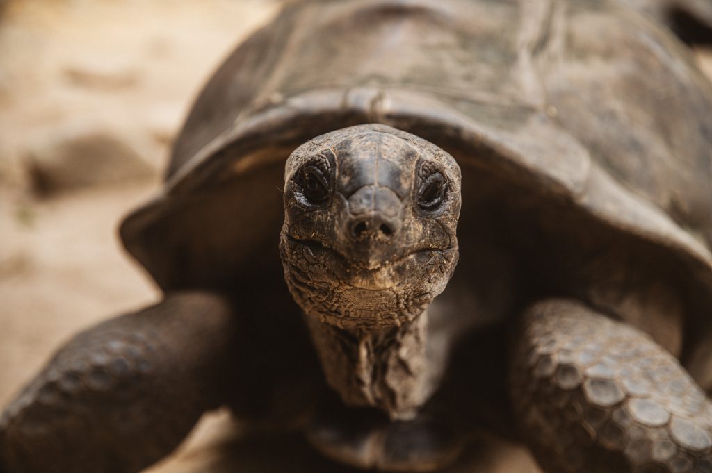 Boho couple photoshoot Seychelles tropical scenery