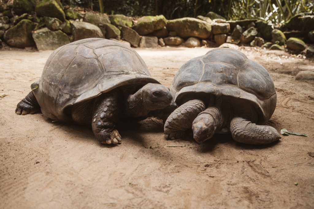 Boho couple photoshoot Seychelles tropical scenery